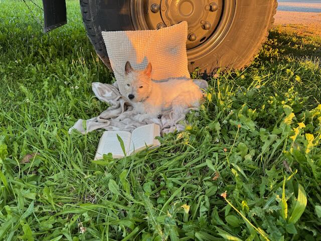 Lou geniest ein Buch in der Sonne