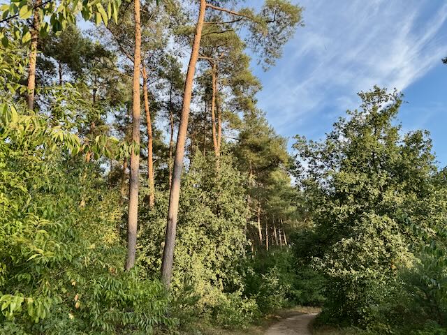 Der Wald bei Schermbeck