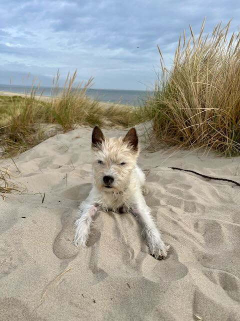 Lou in den Dünen