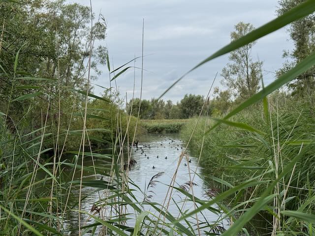 De Biesbosch Impressionen